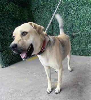 Shepherd and Mixed Breed Dogs Available for Adoption in El Paso, Texas - 60918764 | PetCurious