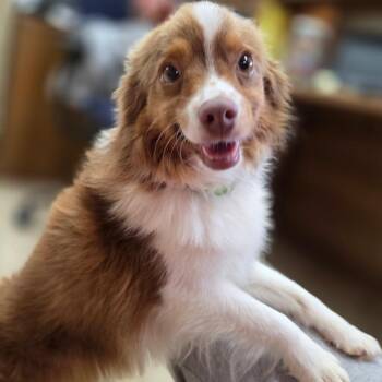 Australian Shepherd Dogs Available for Adoption - Scarlett | PetCurious