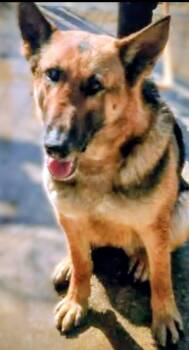 Halo -  German Shepherd Dog Dog for Adoption in Hampton, Virginia - Halo | PetCurious
