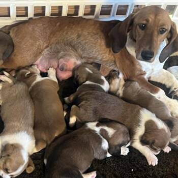 Ziti -*Available 7/11*Chino Hills Location -  Basset Hound and Beagle Dog for Adoption in Chino Hills, California - Ziti -*Available 7/11*Chino Hills Location | PetCurious