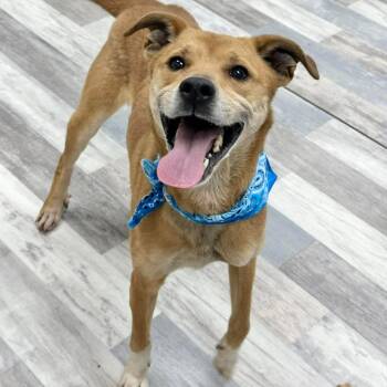 Mixed Breed Dogs Available for Adoption in Austin, Texas - Achilles | PetCurious