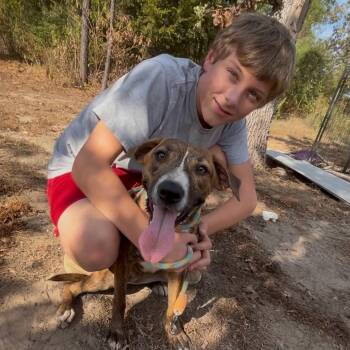 LOUISIANA -  German Shepherd Dog Dog for Adoption in Queen City, Texas - LOUISIANA | PetCurious
