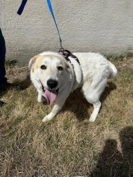 Labrador Retriever and Great Pyrenees Dogs Available for Adoption - Mandi | PetCurious