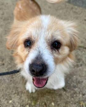 MERVIN -  Terrier and Cardigan Welsh Corgi Dog for Adoption in Redlands, California - MERVIN | PetCurious
