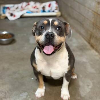 English Bulldog Dogs Available for Adoption - Queenie | PetCurious