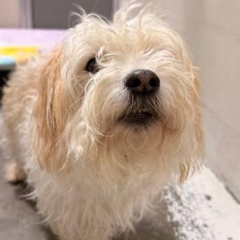 Yorkshire Terrier and Mixed Breed Dogs Available for Adoption in Evansville, Indiana - Toto | PetCurious