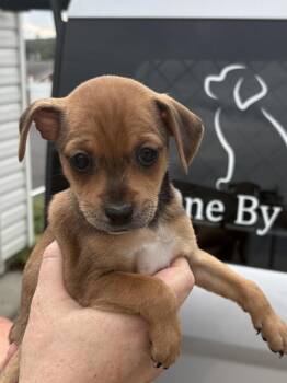 Mocha -  Chihuahua and Mixed Breed Dog for Adoption in Irwin, Pennsylvania - Mocha | PetCurious
