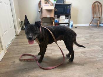 Jasmine -  Pit Bull Terrier Dog for Adoption in Winchester, Indiana - Jasmine | PetCurious