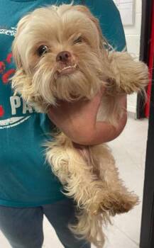 Roz -  Mixed Breed Dog for Adoption in West Chester, Pennsylvania - Roz | PetCurious