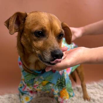 Milo -  Chihuahua and Dachshund Dog for Adoption in San Antonio, Texas - Milo | PetCurious