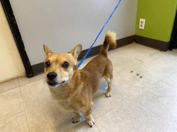 OOLONG -  Chihuahua Dog for Adoption in Kent, Washington - OOLONG | PetCurious