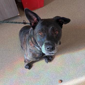 Layla -  Mixed Breed Dog for Adoption in Council Bluffs, Iowa - Layla | PetCurious