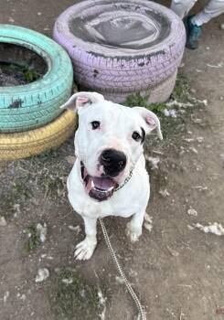 Rescue American Bulldog Dogs for Adoption in Indianapolis, Indiana - Bixby | PetCurious