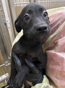 Sundance -  Mixed Breed Dog for Adoption in Hobbs, New Mexico - Sundance | PetCurious