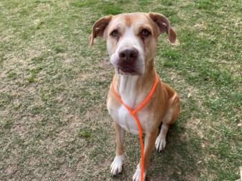 Labrador Retriever and Mixed Breed Dogs Available for Adoption - RILEY | PetCurious