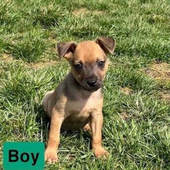 Mixed Breed Dogs Available for Adoption in Kittanning, Pennsylvania - Burdette 5 | PetCurious