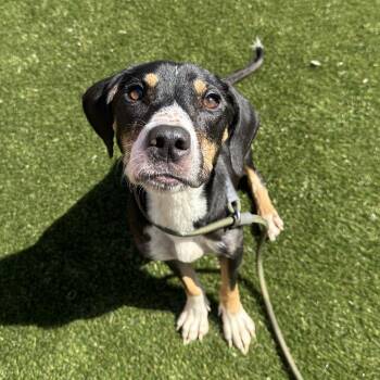 Ivani -  Mixed Breed Dog for Adoption in Philadelphia, Pennsylvania - Ivani | PetCurious