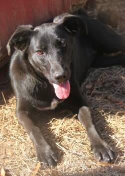 Rescue Labrador Retriever and Shepherd Dogs for Adoption in Brookhaven, Mississippi - Grace 23 | PetCurious
