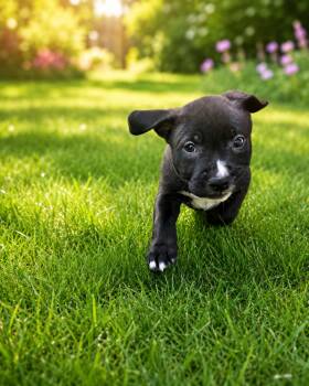 Misty -  Labrador Retriever and Catahoula Leopard Dog Dog for Adoption in Union Grove, Wisconsin - Misty | PetCurious