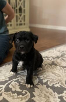 Catahoula Leopard Dog and Mastiff Dogs Available for Adoption in Union Grove, Wisconsin - Murphy | PetCurious