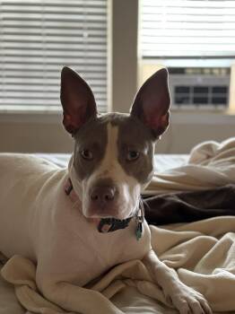Rescue American Staffordshire Terrier Dogs for Adoption in Austin, Texas - Mabel | PetCurious
