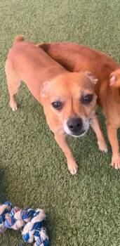 Chihuahua Dogs Available for Adoption in Seguin, Texas - Dale | PetCurious