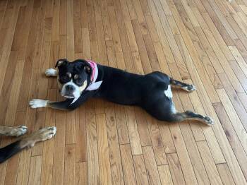 English Bulldog Dogs Available for Adoption in Newport, Kentucky - Sophie | PetCurious