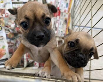 Pug Dogs Available for Adoption - Mork And Mindy | PetCurious