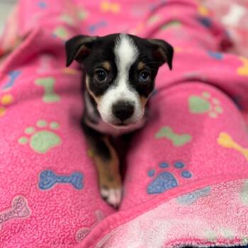 MISCHIEF -  Australian Shepherd Dog for Adoption in West Palm Beach, Florida - MISCHIEF | PetCurious