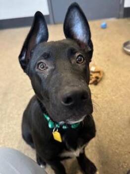 Midnight -  German Shepherd Dog Dog for Adoption in Cleveland, Ohio - Midnight | PetCurious