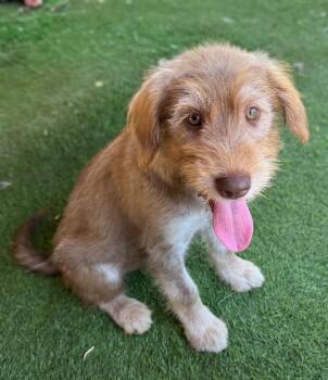 Casio -  Wirehaired Terrier and Labrador Retriever Dog for Adoption in Ramona, California - Casio | PetCurious