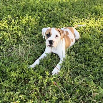 Stacie -  Boxer Dog for Adoption in San Antonio, Texas - Stacie | PetCurious