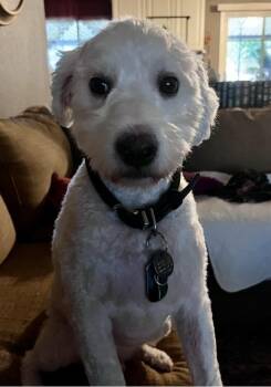 Shawn -  Poodle and Shepherd Dog for Adoption in Gilbert, Arizona - Shawn | PetCurious