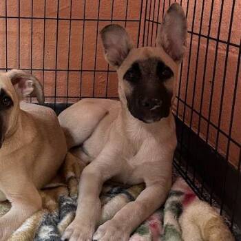 1039-D26 -  Mixed Breed Dog for Adoption in Port Charlotte, Florida - 1039-D26 | PetCurious