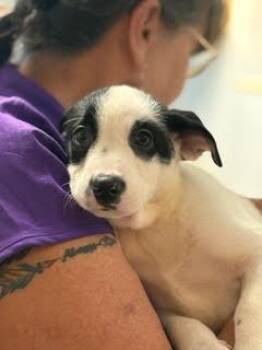 Mixed Breed Dogs Available for Adoption - Joey | PetCurious