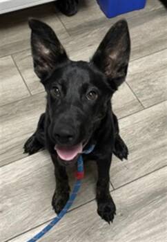 LILO -  German Shepherd Dog and Mixed Breed Dog for Adoption in Redlands, California - LILO | PetCurious