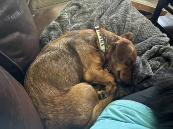 Dachshund Dogs Available for Adoption in Luling, Texas - Honey | PetCurious
