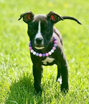Ophelia -  Boxer and Pit Bull Terrier Dog for Adoption in Lewis Center, Ohio - Ophelia | PetCurious