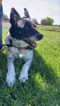 Australian Cattle Dog Blue Heeler Dogs Available for Adoption in Prineville, Oregon - Helga | PetCurious