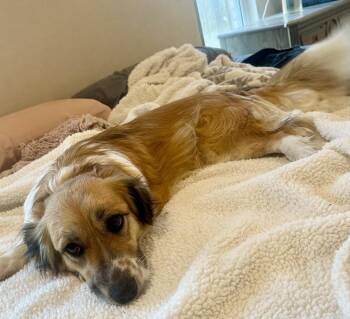Paloma -  Basset Hound and Australian Shepherd Dog for Adoption in Tulsa, Oklahoma - Paloma | PetCurious