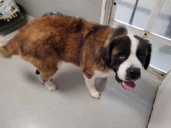 Rescue Saint Bernard Dogs for Adoption in Cincinnati, Ohio - Keaton | PetCurious