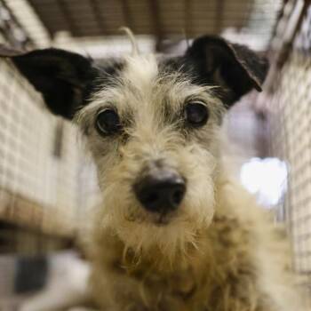 Chihuahua Dogs Available for Adoption in San Antonio, Texas - SALSA ROJO | PetCurious