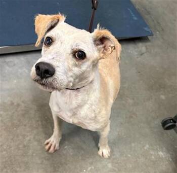 OSCAR -  Fox Terrier and Mixed Breed Dog for Adoption in Camarillo, California - OSCAR | PetCurious
