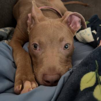 Baby Chino -  Pit Bull Terrier Dog for Adoption in Buffalo, New York - Baby Chino | PetCurious