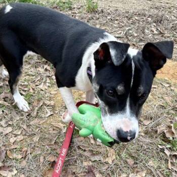 Everest -  Hound and Labrador Retriever Dog for Adoption in Sanford, North Carolina - Everest | PetCurious
