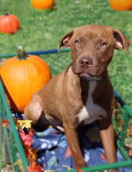 Rescue American Staffordshire Terrier Dogs for Adoption in Scottsburg, Indiana - MESA | PetCurious