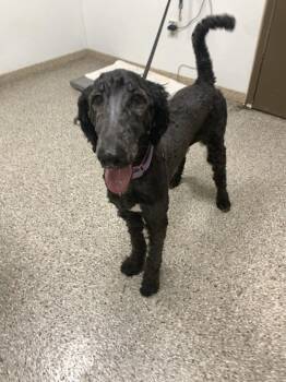 Standard Poodle Dogs Available for Adoption in Vancouver, Washington - Kookie | PetCurious