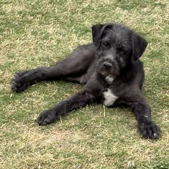 Eastwood -  Mixed Breed and Terrier Dog Available for Adoption in Rossville, Tennessee - Eastwood | PetCurious