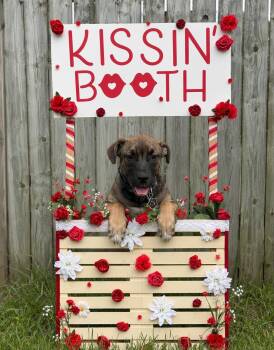 Bodie -  Shepherd and American Bulldog Dog for Adoption in Georgina, Ontario - Bodie | PetCurious