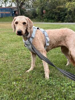 Gracie -  Golden Retriever and Poodle Dog for Adoption in Pottstown, Pennsylvania - Gracie | PetCurious